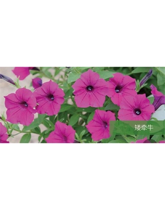 標題：地被
瀏覽次數：2355
發表時間：2020-10-17