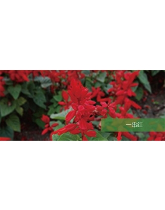 標題：地被
瀏覽次數：2205
發表時間：2020-10-17