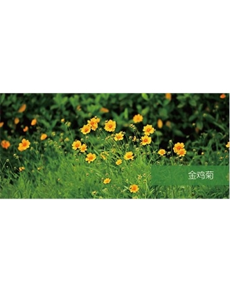 標題：地被
瀏覽次數：2263
發表時間：2020-10-17