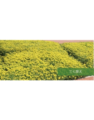 標題：地被
瀏覽次數：2336
發表時間：2020-10-17