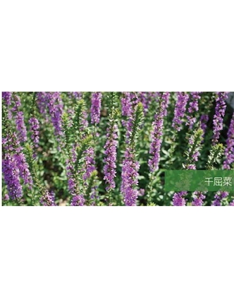 標題：地被
瀏覽次數：2227
發表時間：2020-10-17