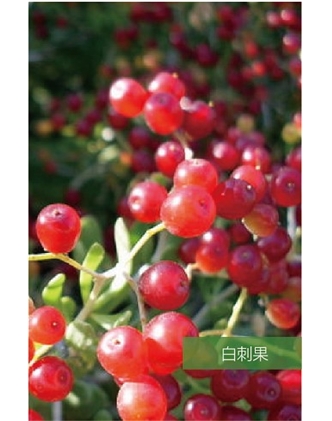 標題：名貴樹種
瀏覽次數：1834
發表時間：2020-10-17