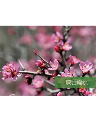 標題：名貴樹種
瀏覽次數：1795
發表時間：2020-10-17