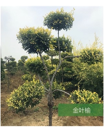 標題：名貴樹種
瀏覽次數：1839
發表時間：2020-10-17