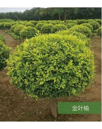 標題：名貴樹種
瀏覽次數：1829
發表時間：2020-10-17