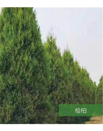 標題：名貴樹種
瀏覽次數：1743
發表時間：2020-10-17