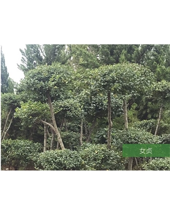 標題：名貴樹種
瀏覽次數：1755
發表時間：2020-10-17