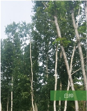 標題：名貴樹種
瀏覽次數：1897
發表時間：2020-10-17