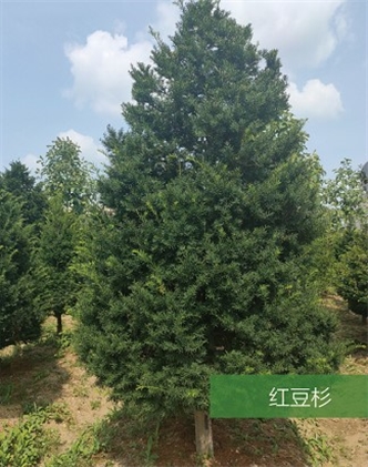 標題：名貴樹種
瀏覽次數：2264
發表時間：2020-10-17