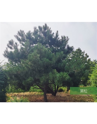 標題：名貴樹種
瀏覽次數：2449
發表時間：2020-10-17