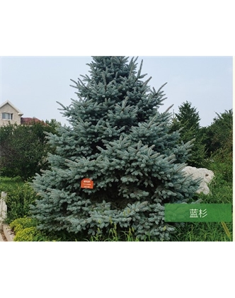 標題：名貴樹種
瀏覽次數：2348
發表時間：2020-10-17