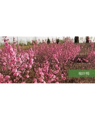 標題：喬灌木
瀏覽次數：1787
發表時間：2020-10-17