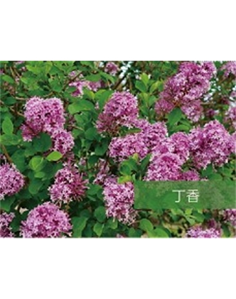 標題：喬灌木
瀏覽次數：1720
發表時間：2020-10-17