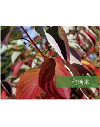 標題：喬灌木
瀏覽次數：1945
發表時間：2020-10-17