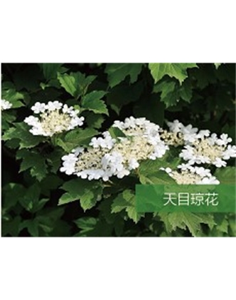 標題：喬灌木
瀏覽次數：1919
發表時間：2020-10-17