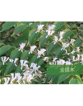 標題：喬灌木
瀏覽次數：1818
發表時間：2020-10-17