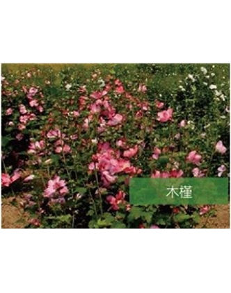 標題：喬灌木
瀏覽次數：1920
發表時間：2020-10-17