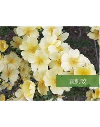 標題：喬灌木
瀏覽次數：1743
發表時間：2020-10-17