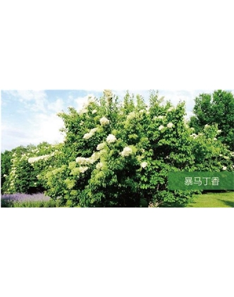 標題：喬灌木
瀏覽次數：1975
發表時間：2020-10-17