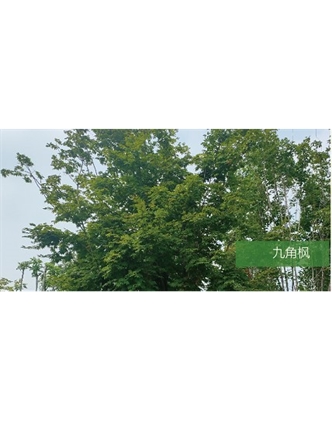 標題：喬灌木
瀏覽次數：1836
發表時間：2020-10-17