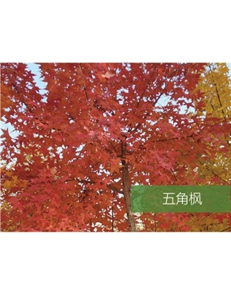 標題：喬灌木
瀏覽次數：1881
發表時間：2020-10-17