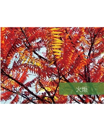 標題：喬灌木
瀏覽次數：1820
發表時間：2020-10-17