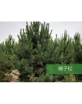 標題：喬灌木
瀏覽次數：1911
發表時間：2020-10-17