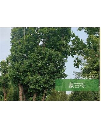 標題：喬灌木
瀏覽次數：2548
發表時間：2020-10-17