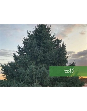 標題：喬灌木
瀏覽次數：2572
發表時間：2020-10-17