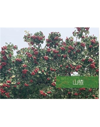 標題：喬灌木
瀏覽次數：2447
發表時間：2020-10-17