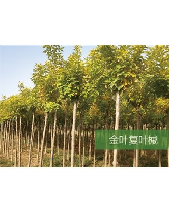 標題：喬灌木
瀏覽次數：2393
發表時間：2020-10-17